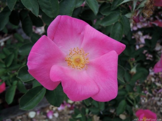 'Basye's Amphidiploid' rose photo