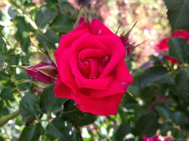 'Red Seduction' rose photo