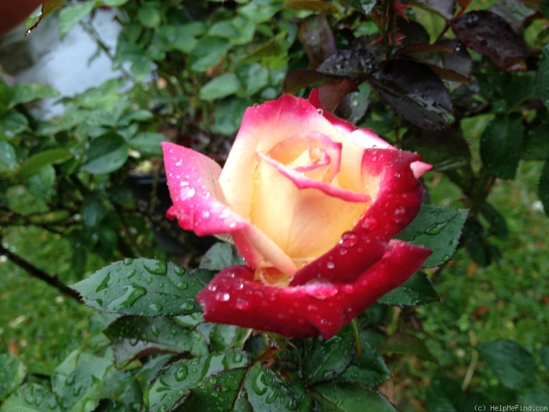 'Emma Grace' rose photo