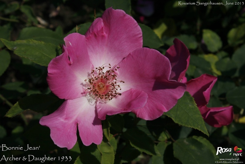 'Bonnie Jean' rose photo