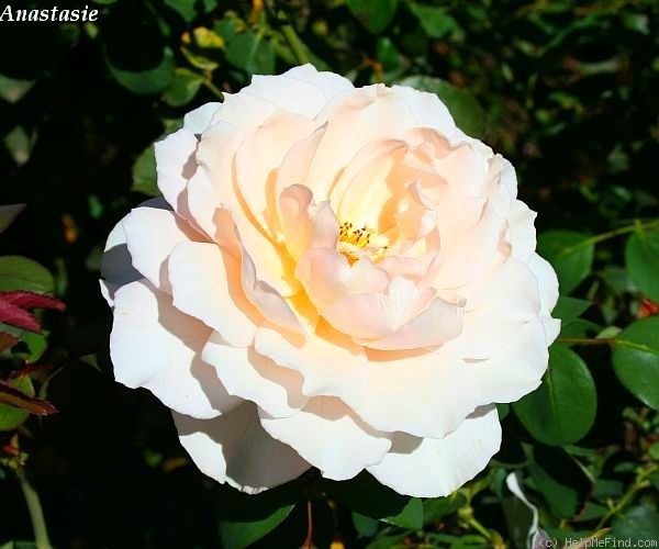 'Anastasie' rose photo