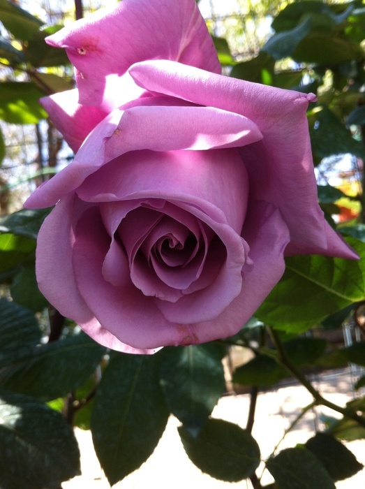 'Blue Monday' rose photo