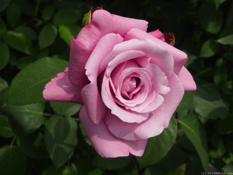 'Blue Perfume' rose photo