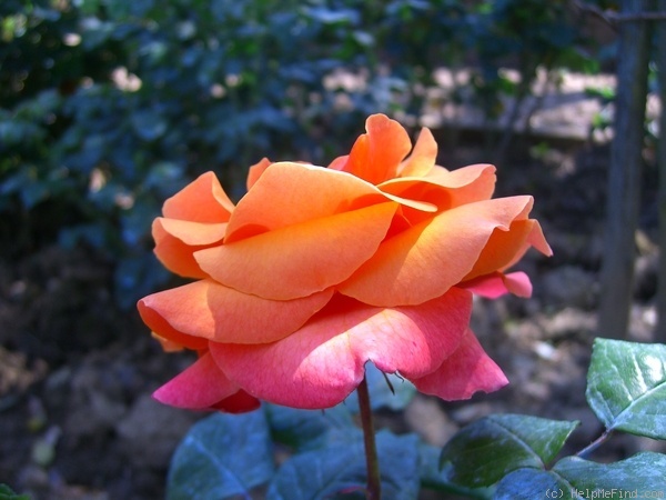 'Fyvie Castle' rose photo