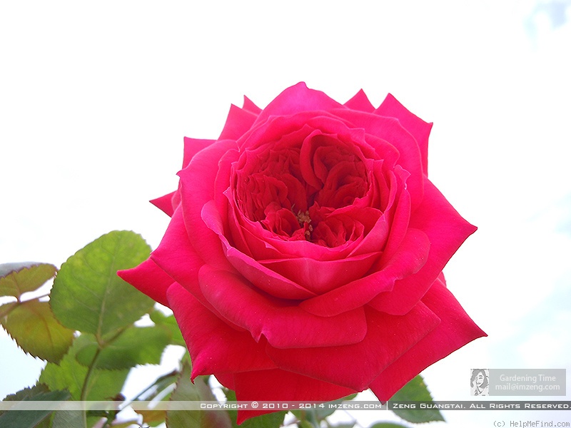 'Red Monte Rosa' rose photo