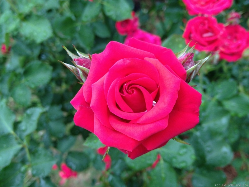 'Red Seduction' rose photo