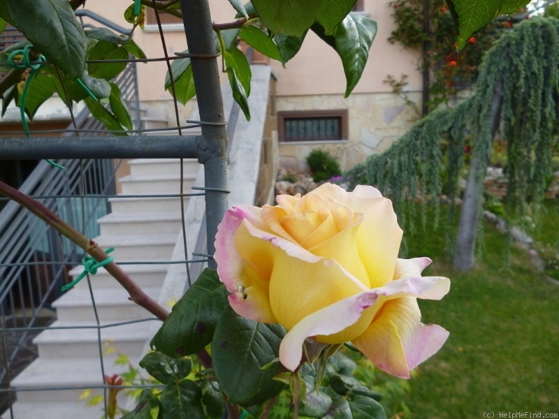 'Gioia, Cl.' rose photo