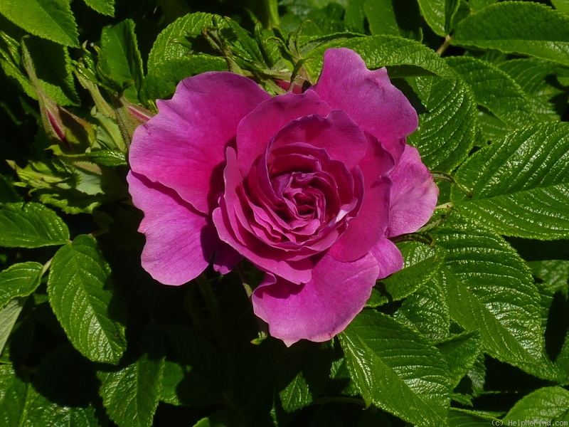 'Roseraie de l'Haÿ' rose photo