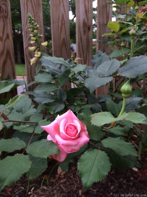 'Belinda's Dream (Shrub, Basye, 1988)' rose photo