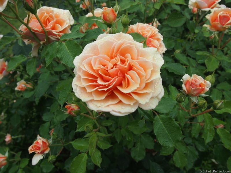 'Emi (floribunda, Keisei, 2005)' rose photo