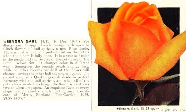 'Señora Gari' rose photo