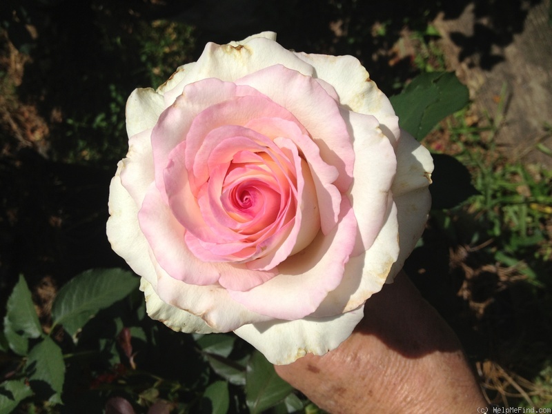 'Magnificence (hybrid tea, Wright 2012)' rose photo