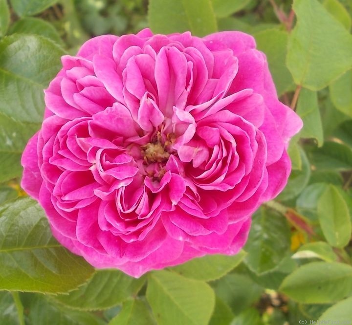'Rose de Boll Nr. 2' rose photo