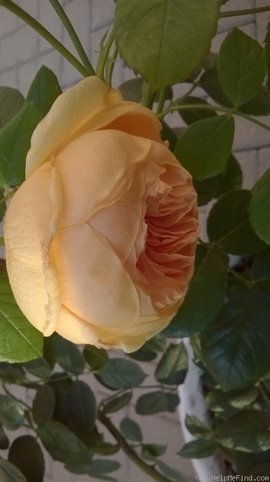 'Carolyn Knight' rose photo