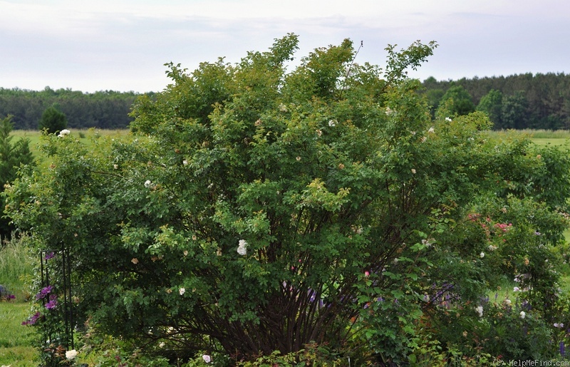 'Snowdon (hybrid rugosa, Austin, 1988)' rose photo