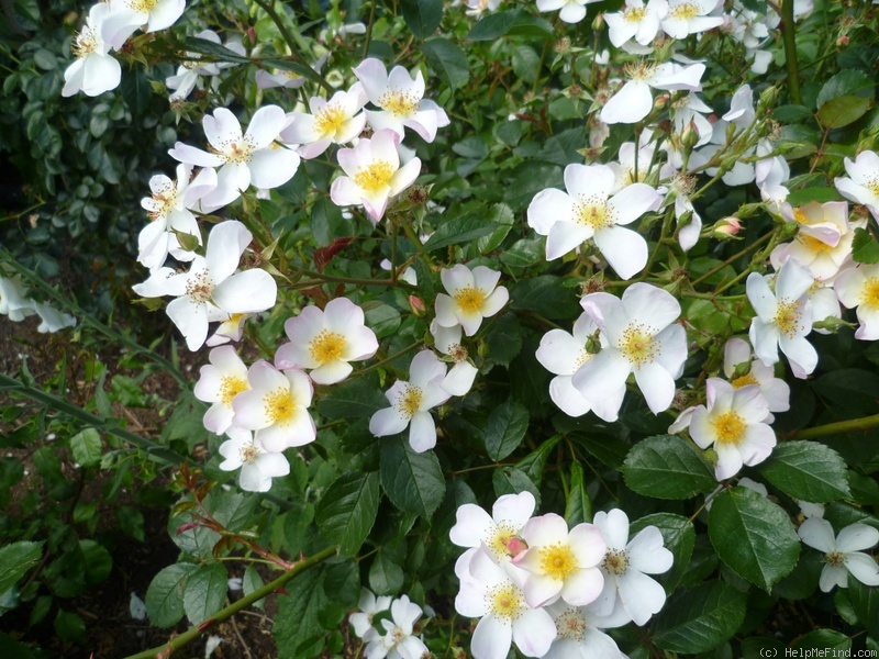 'White Fleurette ®' rose photo