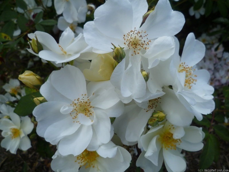 'Elisabeth Oberle' rose photo