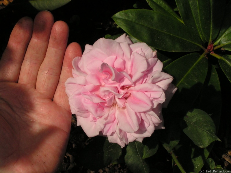 'Caecilie Scharsach' rose photo