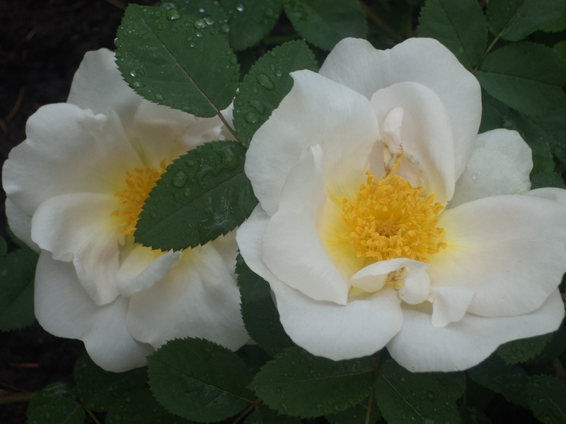 'Nevada (shrub, Dot, 1927)' rose photo