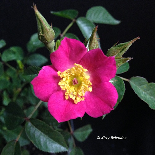'Candy Mountain ™ (shrub, Walden, 1998)' rose photo