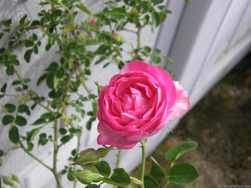 'Vicomtesse de Chabannes' rose photo