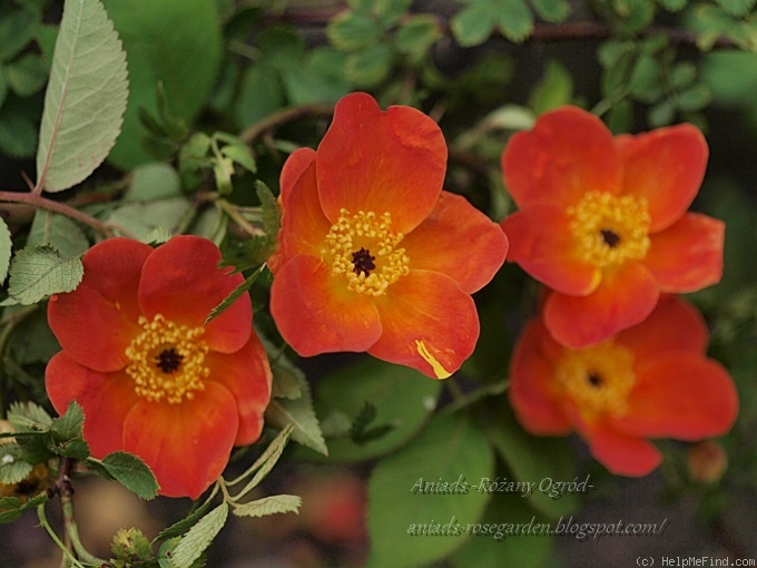 'Bicolor atropurpurea' rose photo