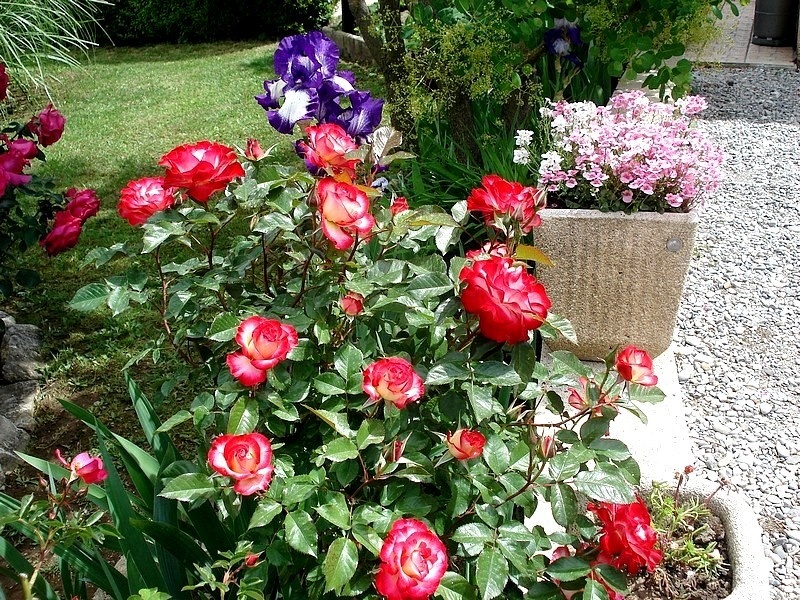 'Novaïa ®' rose photo