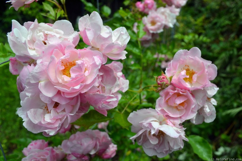 'Pink Skyliner' rose photo