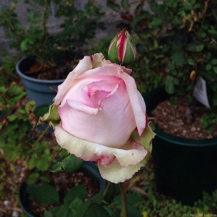 'Tipsy Imperial Concubine' rose photo