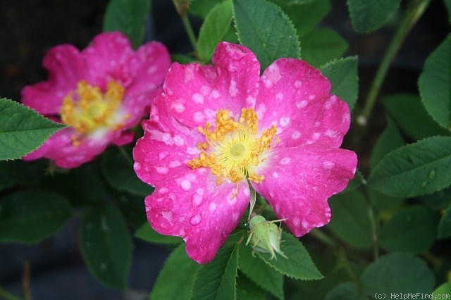 'Kristiina' rose photo