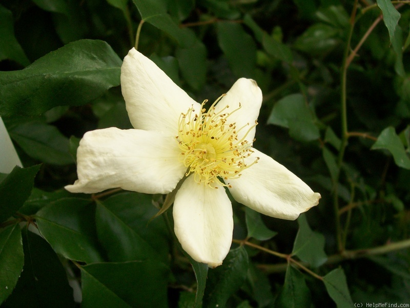 'R. gigantea' rose photo