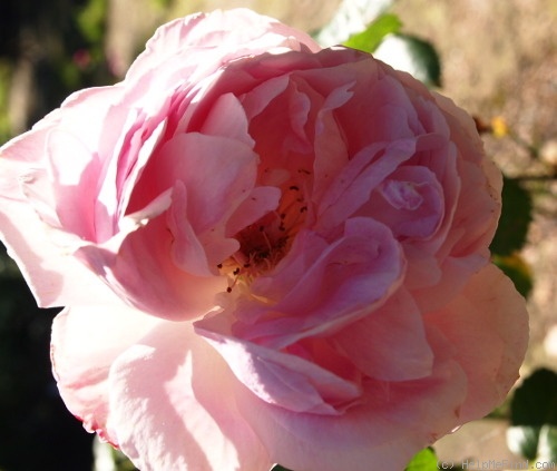 'Dolce Luna ®' rose photo