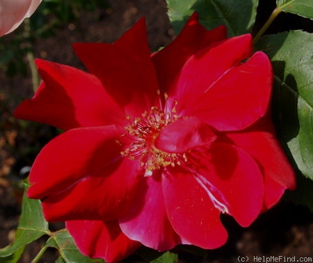 'Shenandoah (LCl, Nicolas, 1934)' rose photo