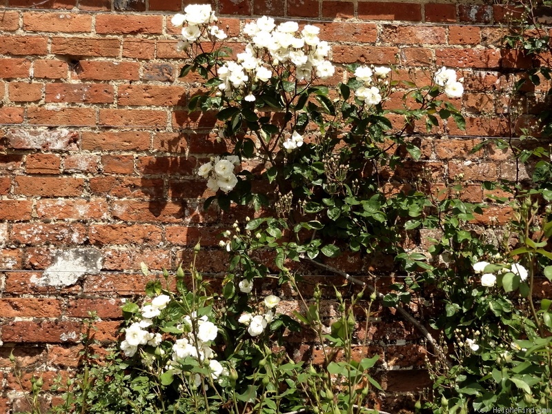 'Moonlight (hybrid musk, Pemberton, 1913)' rose photo