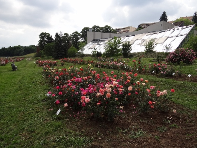 'Rose Garden Budatétény'  photo