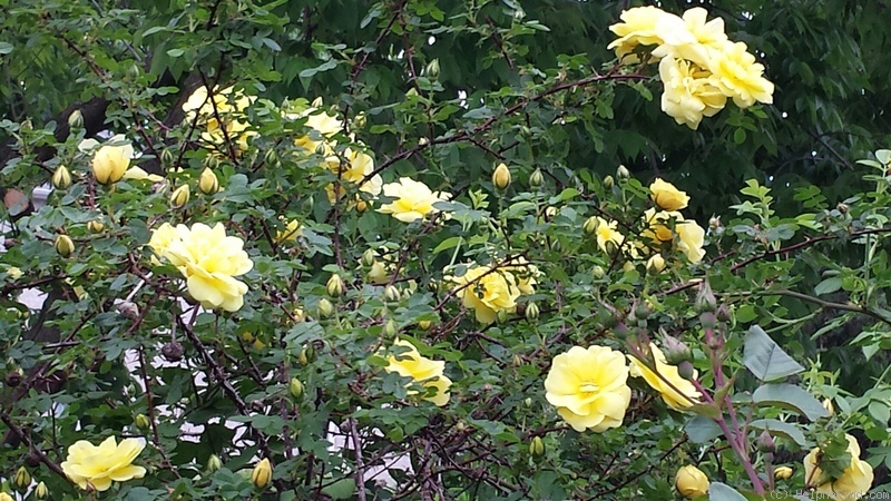 'Harison's Yellow' rose photo