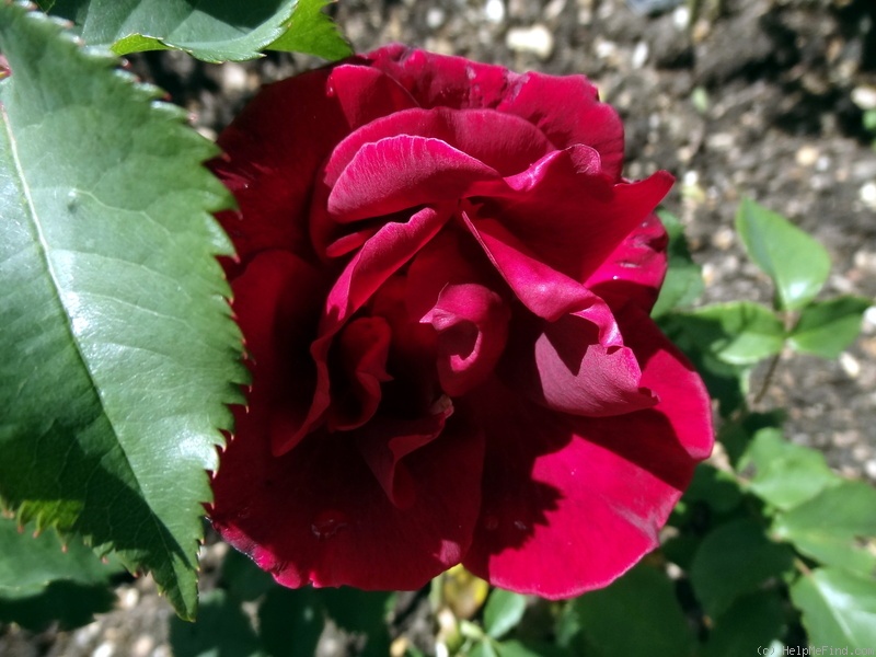 'Étoile de Hollande' rose photo