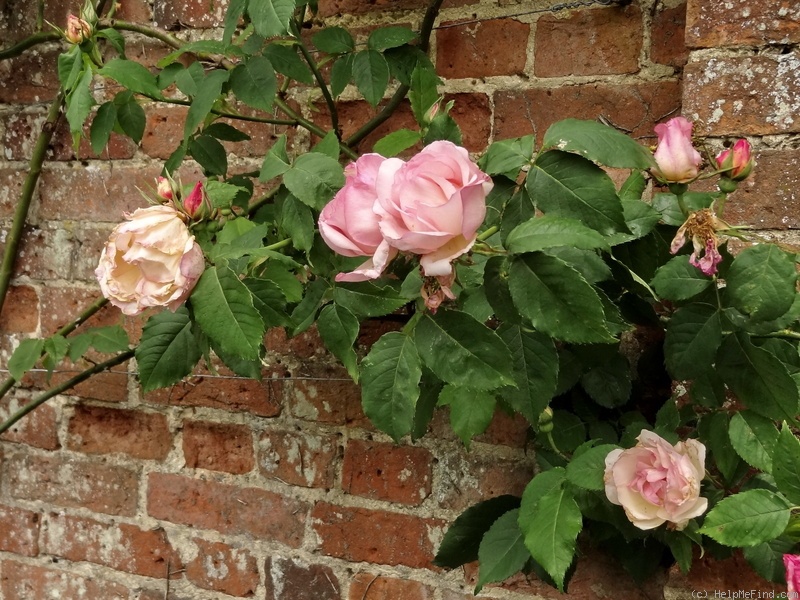 'Climbing Lady Waterlow' rose photo