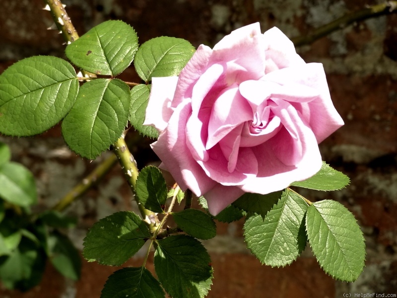 'Conrad Ferdinand Meyer' rose photo