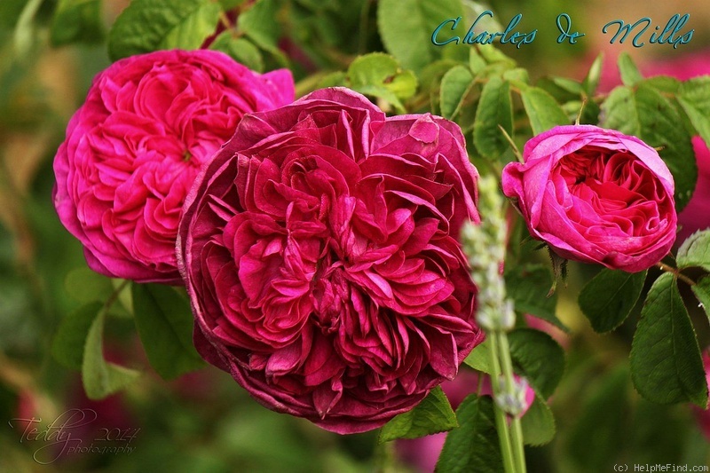 'Charles de Mills' rose photo