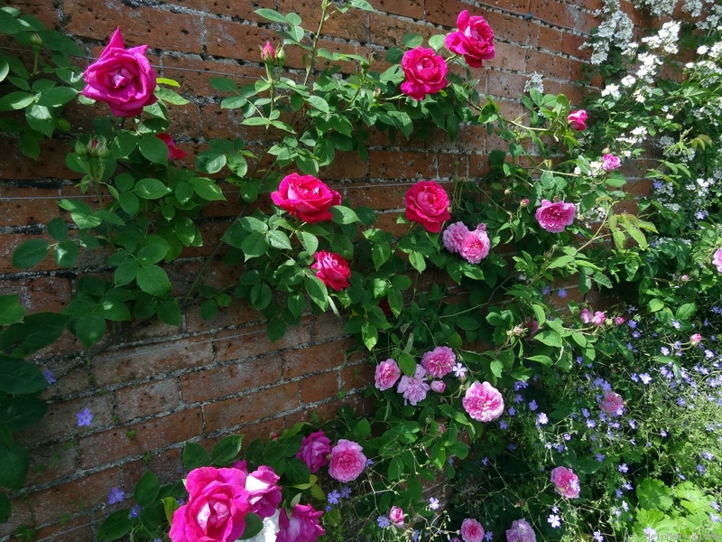 'Captain Hayward' rose photo