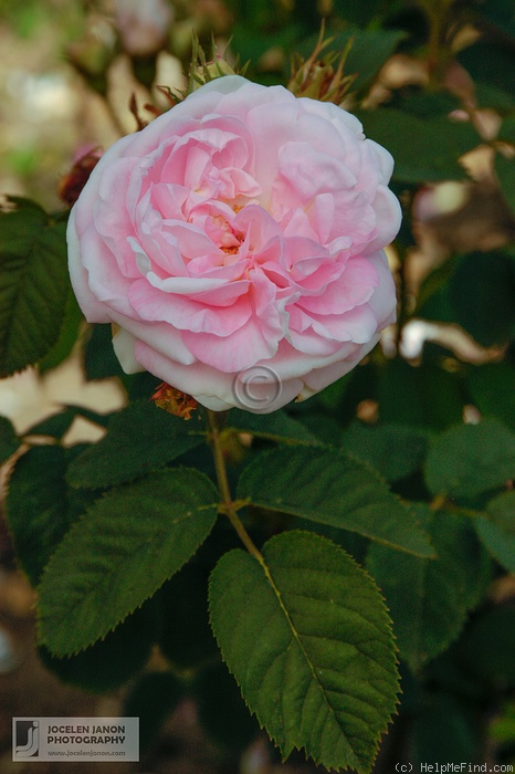 'Alba Carnea (hybrid perpetual, Touvais 1866)' rose photo