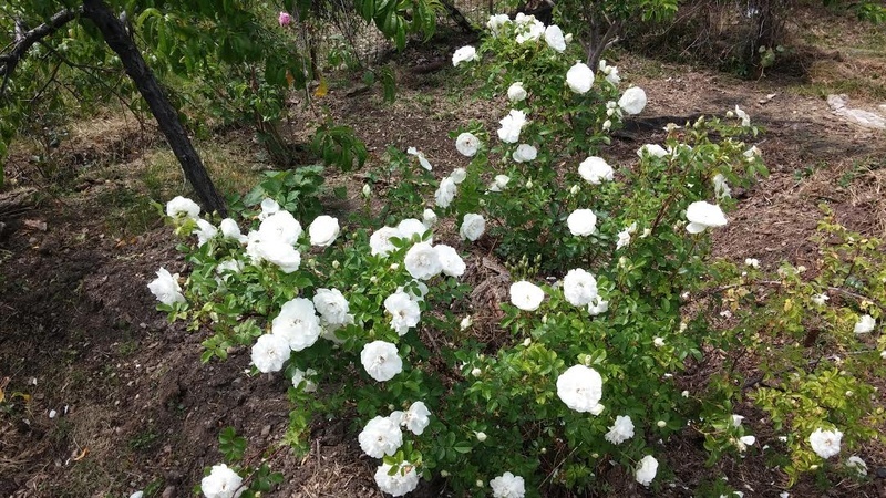 'Sir Thomas Lipton' rose photo