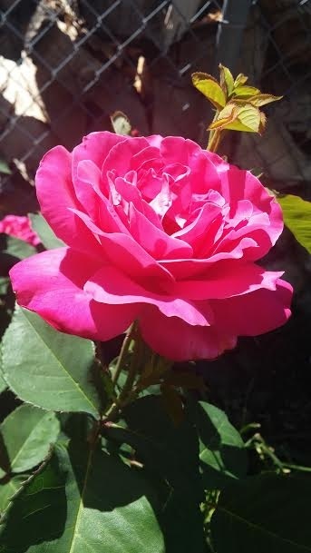 'Pink Peace' rose photo