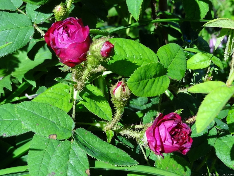 'Capitaine John Ingram' rose photo