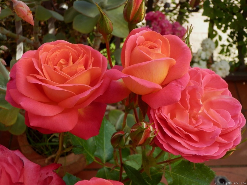 'Midsummer (floribunda, Evers/Tantau, 2002)' rose photo
