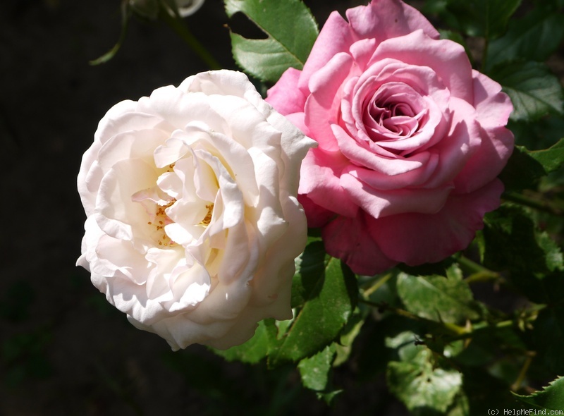 'York Minster' rose photo