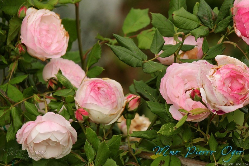 'Madame Pierre Oger (Bourbon, Oger, 1878)' rose photo