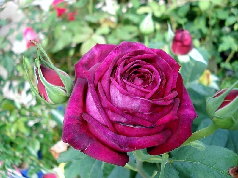 'Parfum de Honfleur ®' rose photo