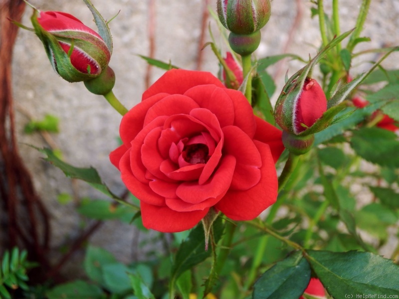 'Global Cover ®' rose photo